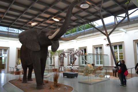 stuttgart State Museum of Natural History Rosenstein Castle elefánt