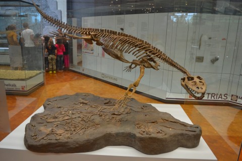 Museum am Löwentor stuttgarti természettudományi múzeum dinoszaurusz csontváz triász