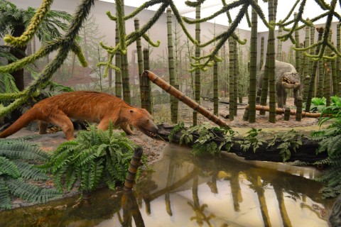 Museum am Löwentor stuttgarti természettudományi múzeum dinoszaurusz ősemlős