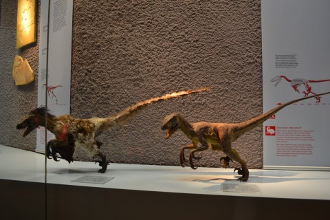 Museum am Löwentor stuttgarti természettudományi múzeum dinoszaurusz toll