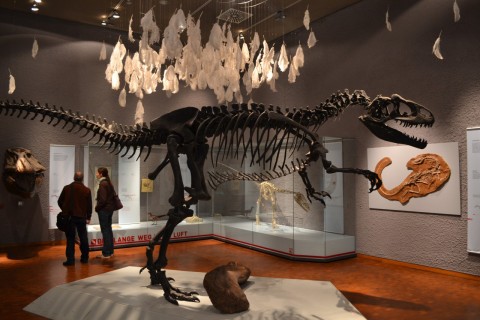 Museum am Löwentor stuttgarti természettudományi múzeum dinoszaurusz tyrannosaurus rex toll
