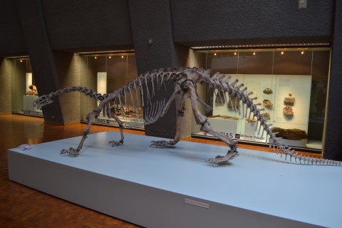 Museum am Löwentor stuttgarti természettudományi múzeum dinoszaurusz csontváz