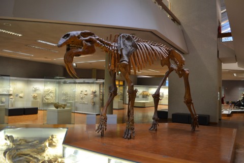 Museum am Löwentor stuttgarti természettudományi múzeum őselefánt csontváz