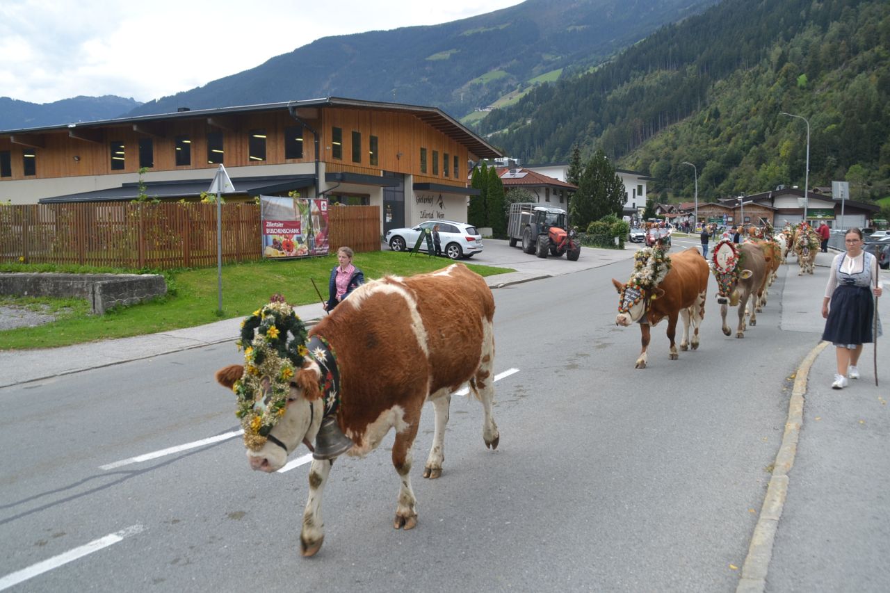 almbetrieb, tirol, ausztria,zell am ziller, 2022