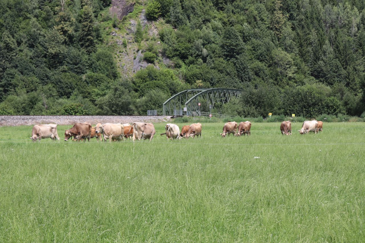 ausztria, tirol, 2025, tehén, zillertalbahn