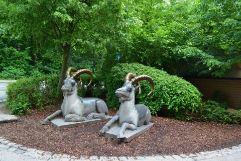 München allatkert Tierpark Hellabrunn kőszáli kecske