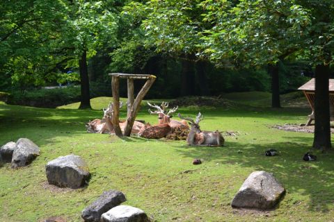 München allatkert Tierpark Hellabrunn szarvasok