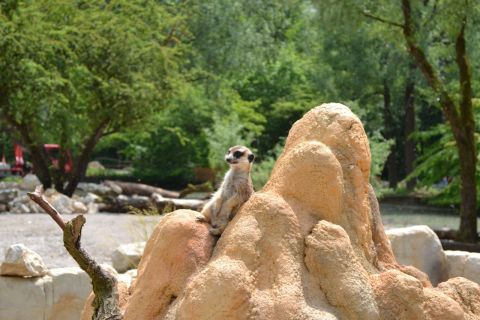 München allatkert Tierpark Hellabrunn Szurikáta