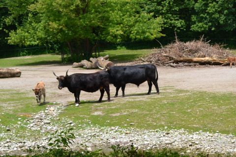 München allatkert Tierpark Hellabrunn