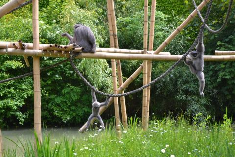 München allatkert Tierpark Hellabrunn ezüst gibbon