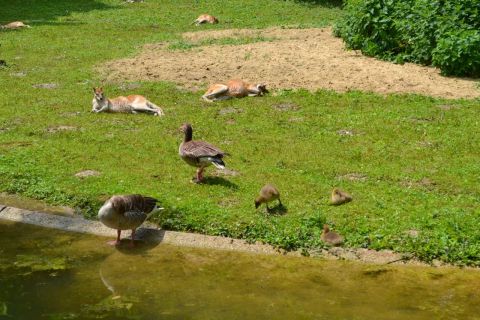 München allatkert Tierpark Hellabrunn kenguru vadliba