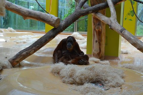 München allatkert Tierpark Hellabrunn Orángután