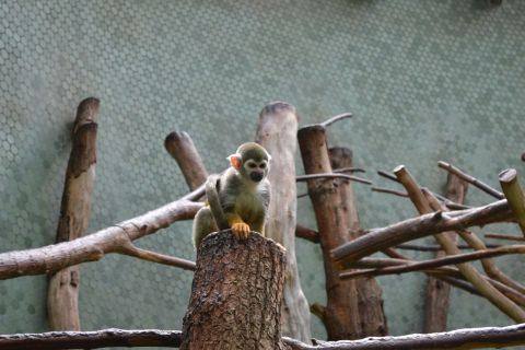 München allatkert Tierpark Hellabrunn mókusmajom