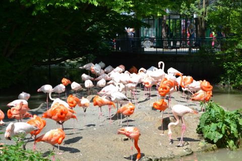 München allatkert Tierpark Hellabrunn Flamingó