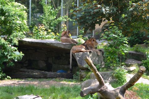 München allatkert Tierpark Hellabrunn Oroszlán