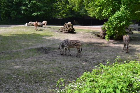München allatkert Tierpark Hellabrunn zebra