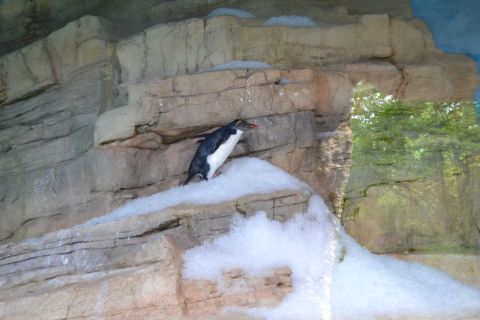 München allatkert Tierpark Hellabrunn Sziklaugró pingvin