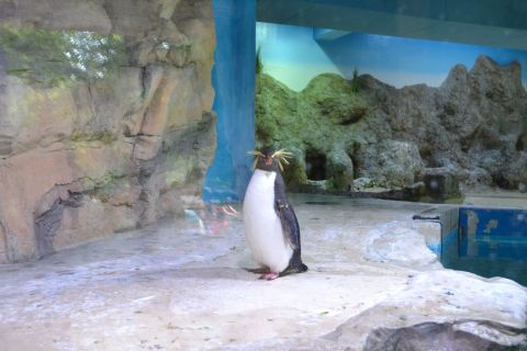 München allatkert Tierpark Hellabrunn bóbitás pingvin