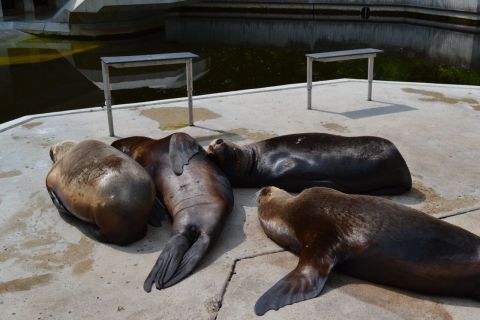 München allatkert Tierpark Hellabrunn Kaliforniai oroszlánfóka