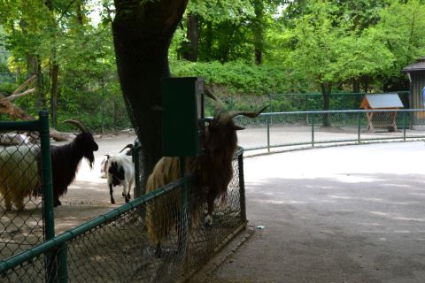 München allatkert Tierpark Hellabrunn kecske