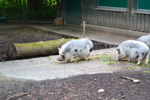 München allatkert Tierpark Hellabrunn Vietnami csüngőhasú sertés