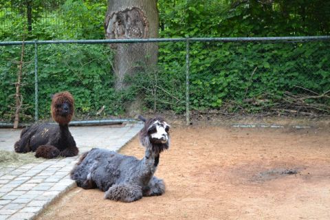 München allatkert Tierpark Hellabrunn Alpakka