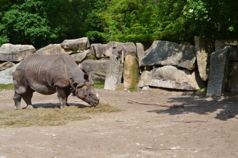 München allatkert Tierpark Hellabrunn orrszarvú