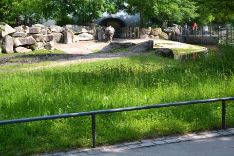 München allatkert Tierpark Hellabrunn orrszarvú kifutó