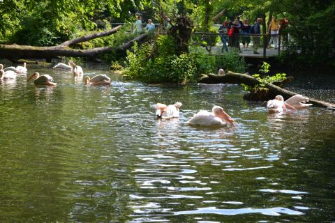 München allatkert Tierpark Hellabrunn pelikán