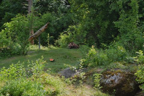 München allatkert Tierpark Hellabrunn barnamedve