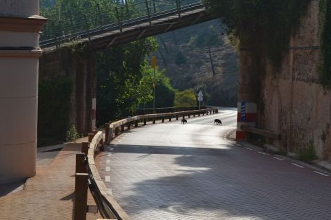 Barcelona Tibidabo vaddisznó