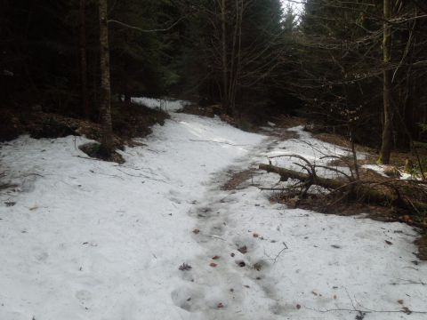 Bayerisch wald