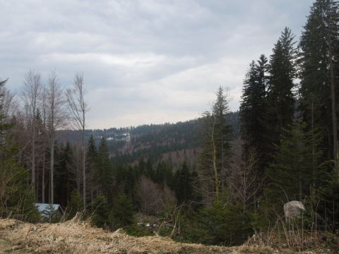 Bayerisch wald