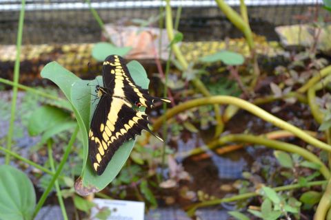 trópusi pillangó münchen botanikus kert
