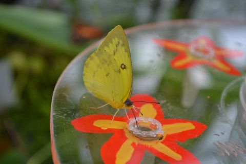 trópusi pillangó münchen botanikus kert