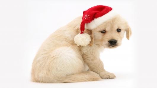 100276358-sad-christmas-puppy-gettyp_530x298.jpg