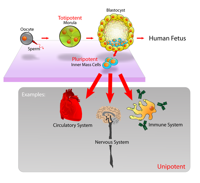 656px-Stem_cells_diagram.png