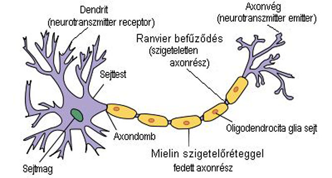 2neuron.jpg