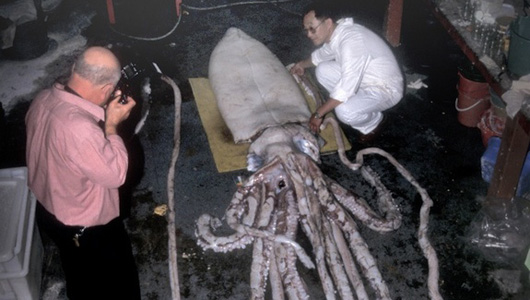 GiantSquid_m_0320.jpg