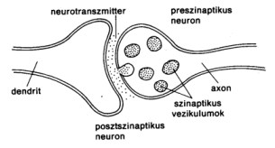 szinapszis.jpg