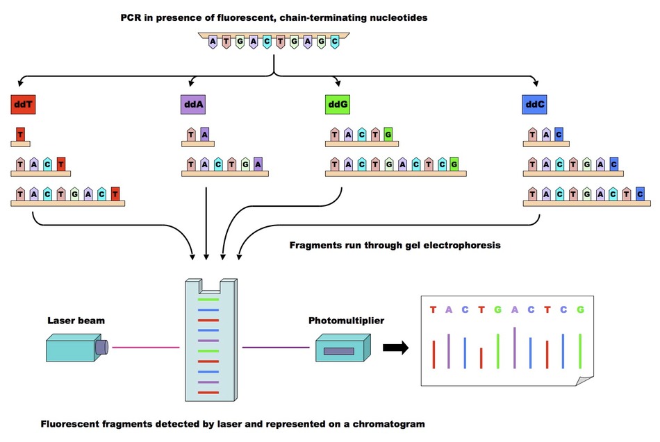 sequencing_med.jpeg