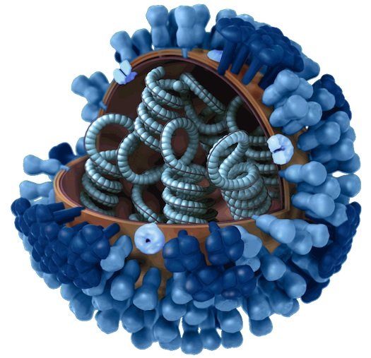 flu-virus.jpg