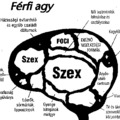 Az emberi agy (képek) (vicces)