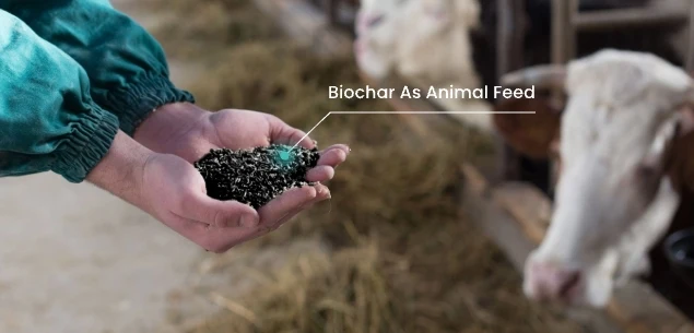 biochar_application_animal_husbandry.webp