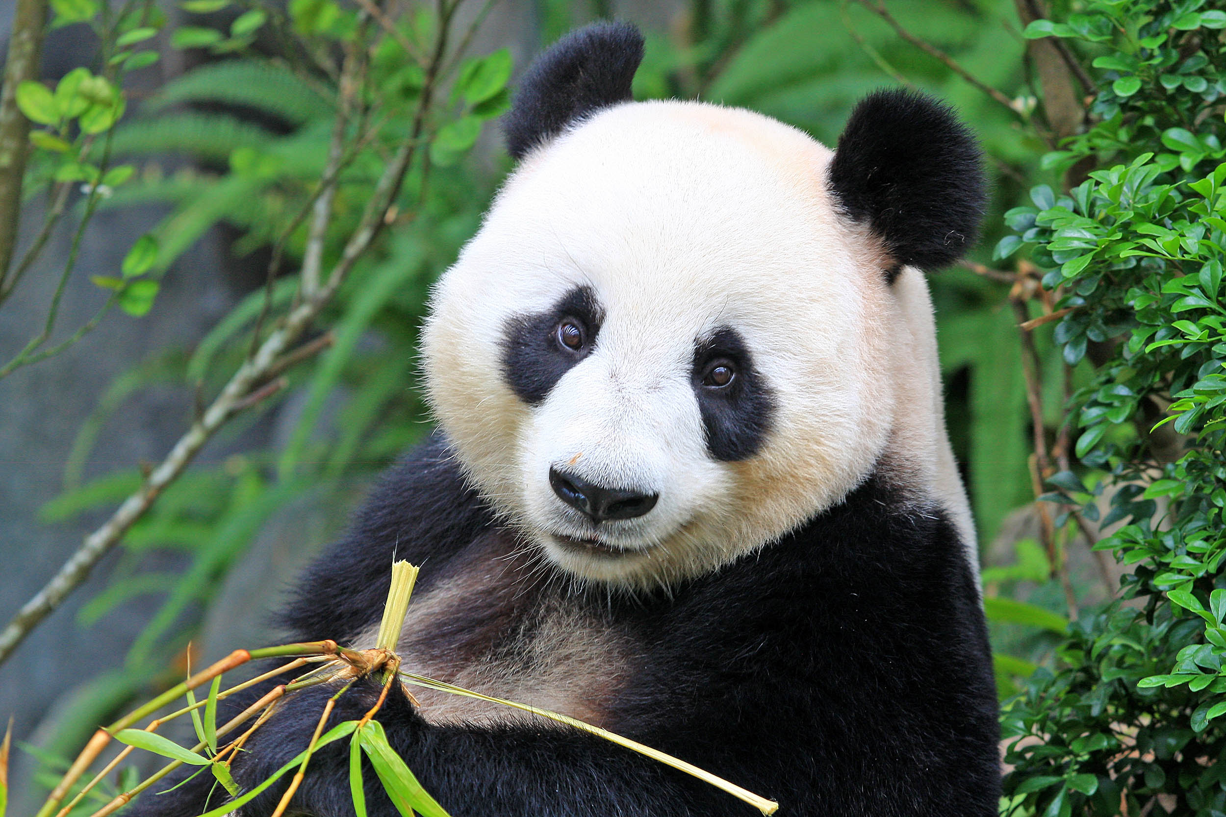 giant-panda-bear_1big_stock1.jpg