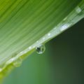 Aloe vera, te csoda!