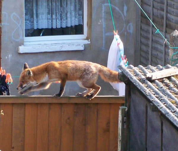 fox3.jpg