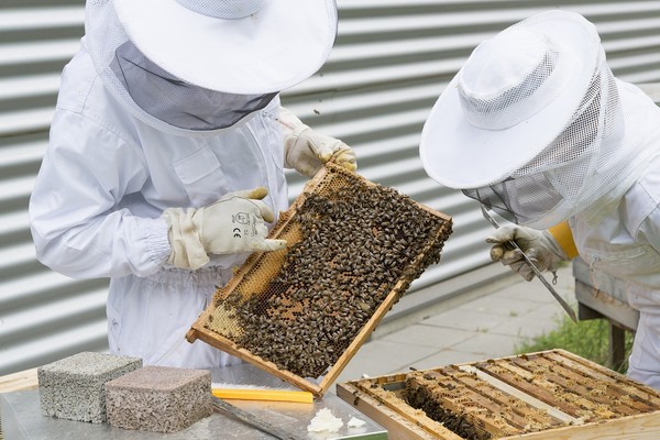 Mit érdemes tudni a méhész hevederekről?