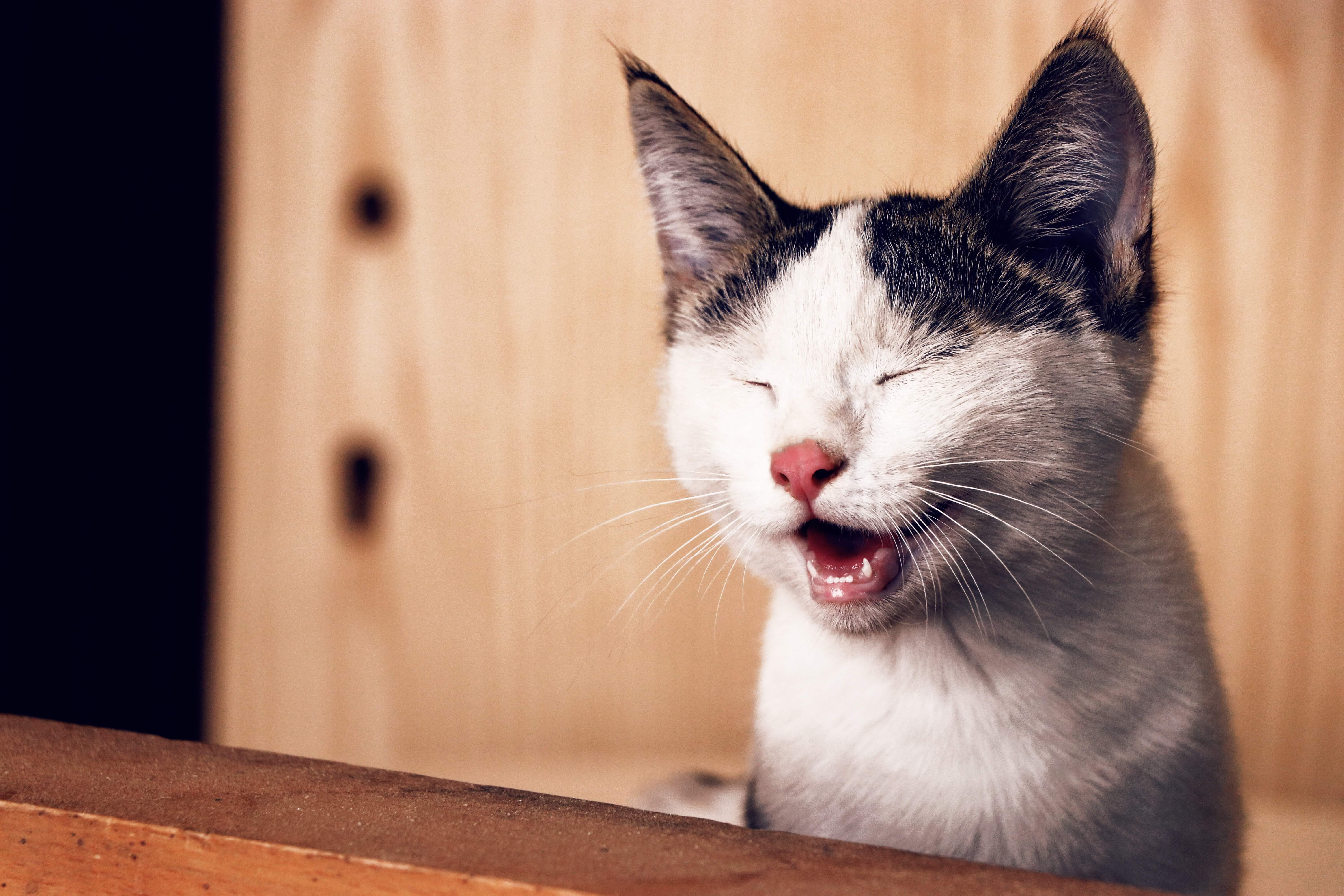 adorable-animal-animal-photography-1183434_1.jpg