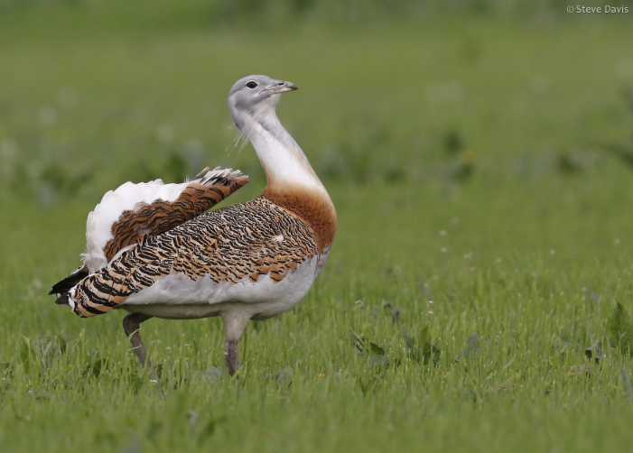 Birding for Beginners: Why Hungary is the Perfect Classroom